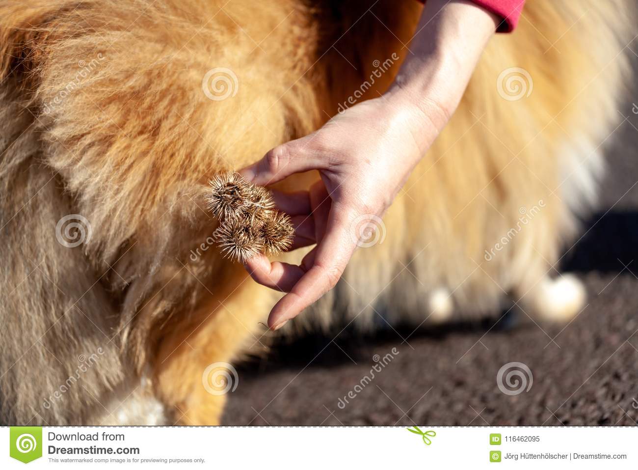 Qué animal se come los cardos
